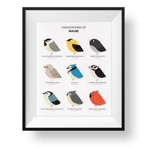 Common State Birds of Maine Art Print • Illustrated Chubby Bird Print • Maine Field Guide