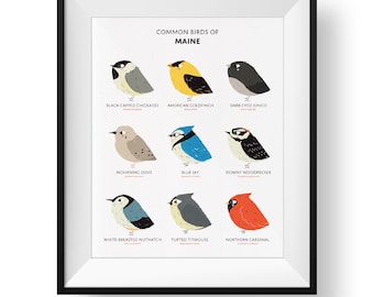 Maine State Birds Art Print • Illustrated Field Guide