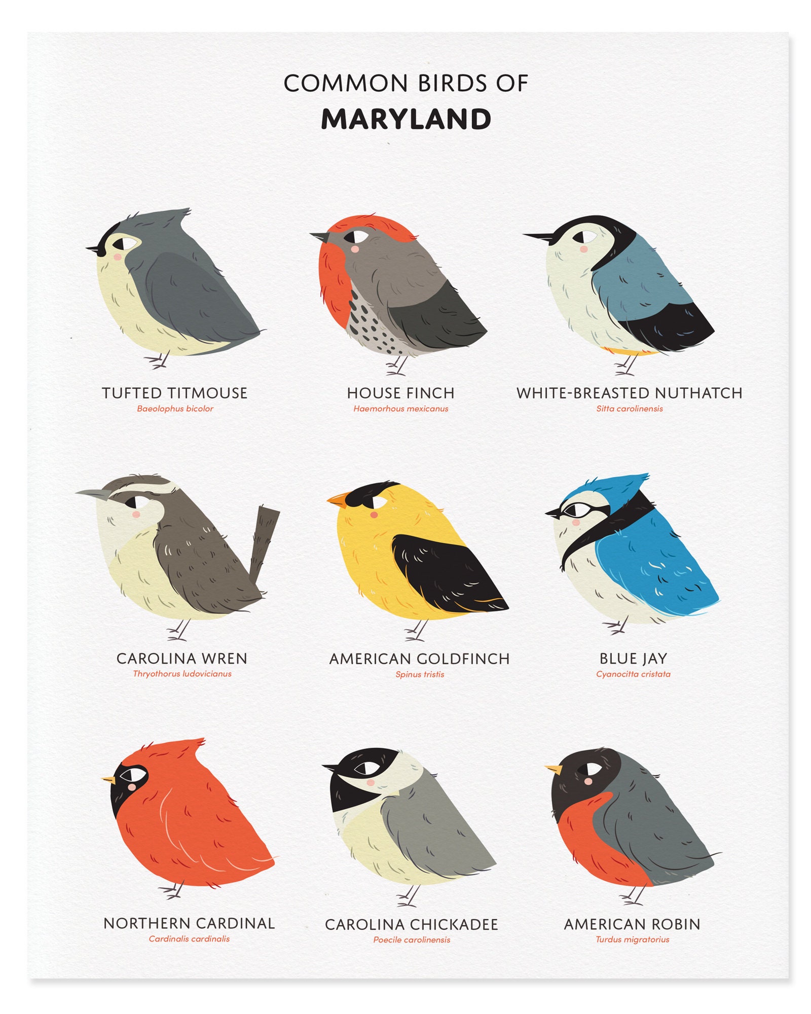 Common State Birds of Maryland Art Print • Maryland Field Guide