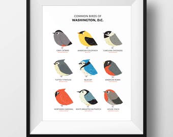 Common State Birds of Washington, D.C. Art Print • Chubby Bird Art • District of Columbia • Cute • DC Field Guide