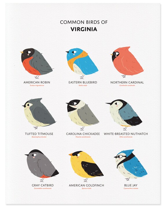Common State Birds Of Virginia Art Print Illustrated Chubby Etsy