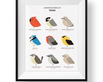 Common State Birds of Texas Art Print • Illustrated Chubby Bird Print • Texas Field Guide