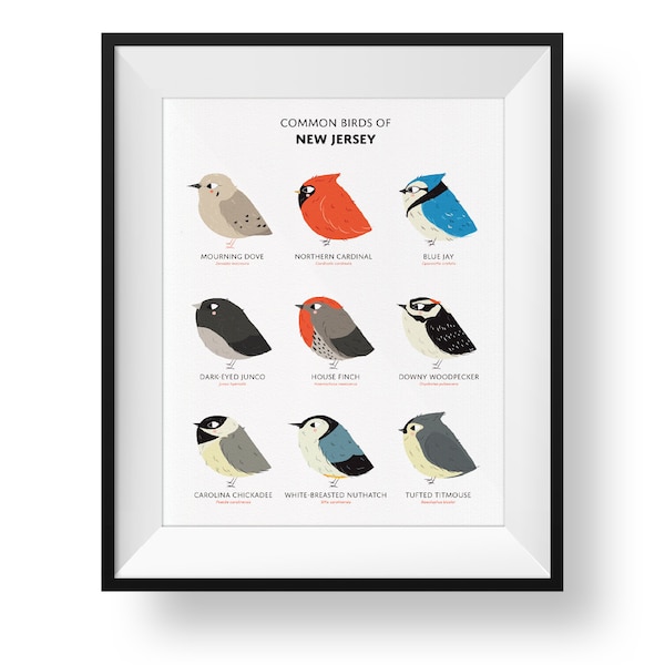 Common State Birds of New Jersey Art Print • Illustrated Chubby Bird Print • New Jersey Field Guide