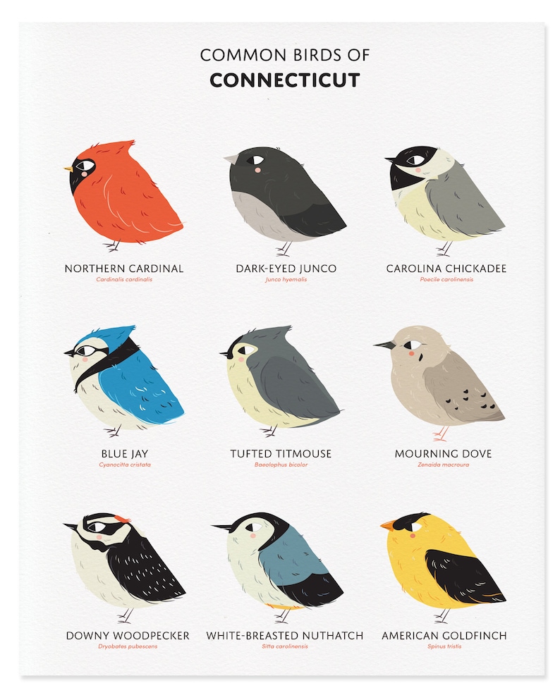 Buy Common State Birds of Connecticut Art Print Illustrated Online in