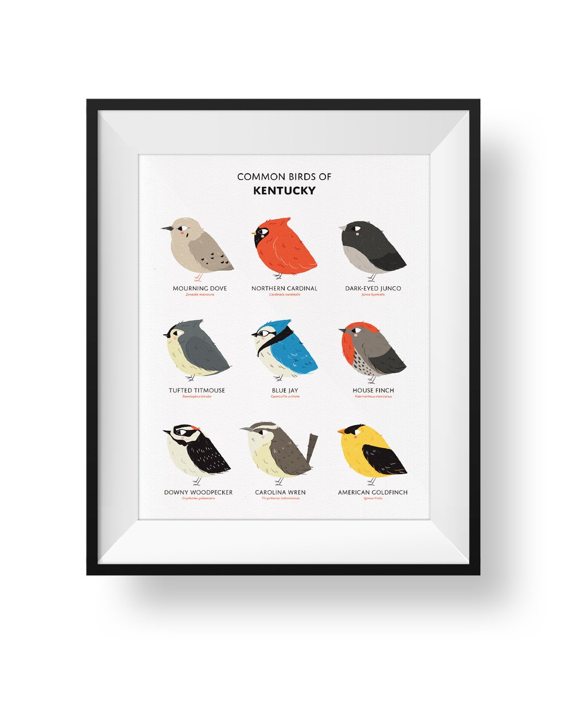 Common State Birds of Kentucky Art Print Illustrated Chubby | Etsy