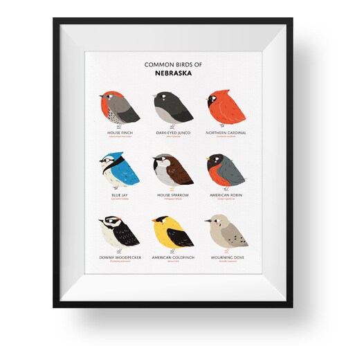 Nebraska Backyard Birds Field Guide Art Print / Watercolor - Etsy