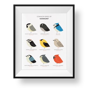 Common State Birds of Vermont Art Print • Illustrated Chubby Bird Print • Vermont Field Guide
