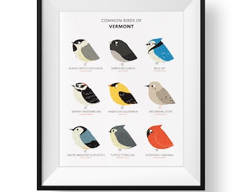 Lámina artística de las aves del estado de Vermont • Guía de campo ilustrada