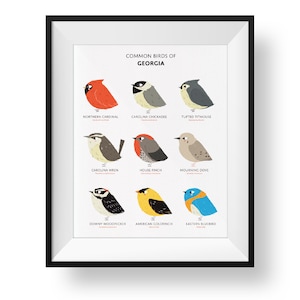 Common State Birds of Georgia Art Print • Illustrated Chubby Bird Print • Georgia Field Guide