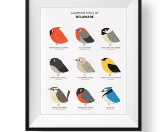 Common State Birds of Delaware Art Print • Illustrated Chubby Bird Print • Delaware Field Guide