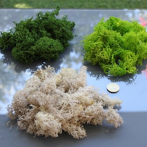 May include: Three clumps of decorative moss in varying shades of green and beige are arranged on a reflective surface. The moss textures range from dense to airy, with a coin providing scale. The moss is likely used for crafts or decorative purposes.