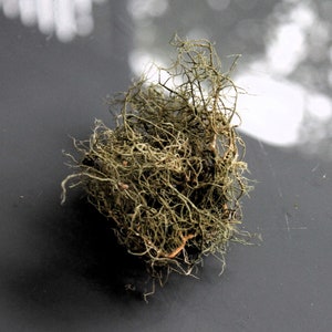 Pale green lichen for diorama..Natural product. For creating miniature decor 20gr Rare in this form