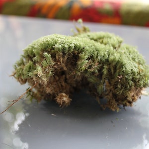 May include: Close-up of a clump of green moss with a brown base. The moss has a dense, textured appearance, with small, delicate leaves. The image is well-lit, highlighting the natural colors and details of the moss.
