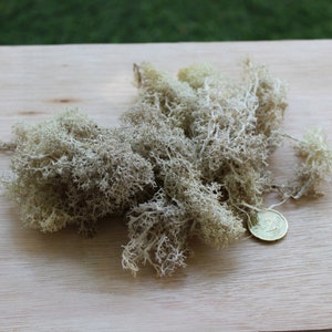 May include: A pile of dried, light green reindeer moss sits on a light brown wooden surface. A gold coin is next to the moss. The moss has a delicate, branching structure, and is likely used for decorative purposes.
