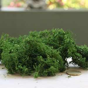 May include: A pile of vibrant green preserved moss, with a textured, natural appearance. The moss is a bright, lively green color, and a coin is next to the moss. This decorative moss is suitable for crafts and home decor.