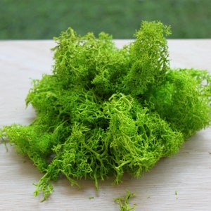 May include: A pile of bright green moss with a textured, branching structure. The moss is a vibrant, natural green color and appears to be freshly harvested. The background is a light wooden surface.
