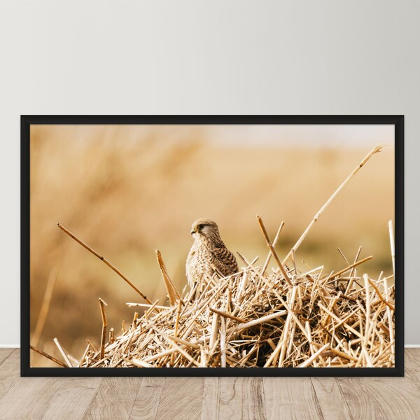 Kestrel in the reeds | Digital Download Print | Wildlife Photography Print | Printable Animal Wall Art | Explore The Outdoors Print