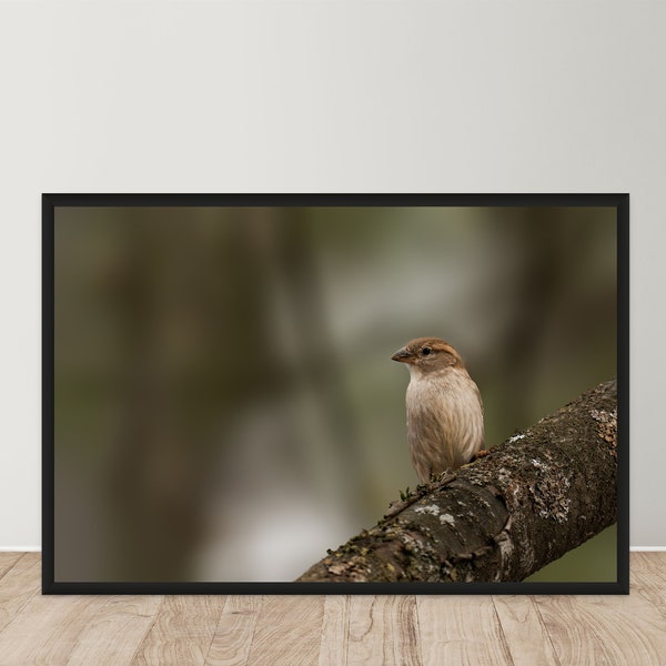 Spatz Vogel Fotografie | Digitaler Download Druck | Wildtier Fotografie Druck | Druckbare Tierwandkunst | Erkunden Sie die Natur Print