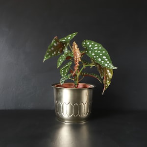 May include: A small, green and white spotted plant in a gold metal pot with a decorative pattern. The pot is sitting on a black surface.