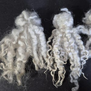 May include: Close-up of several clumps of white, curly wool fibers. The fibers have a soft, fluffy texture and a natural, undyed appearance. The wool is likely used for crafting, knitting, or other textile projects.