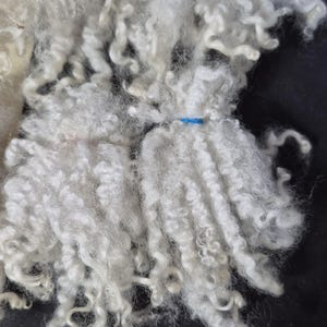 May include: Close-up of raw, white sheep's wool, showing the natural crimp and texture. The wool is bundled together with a blue band. The fibers appear soft and fluffy, ideal for crafting projects like spinning, felting, or weaving.
