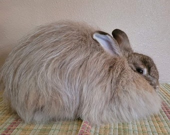 Handspun Yarn 100% French Angora Rabbit fuzzy long hair AGATE 47 yds 18 grams