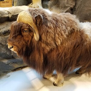 May include: A taxidermied musk ox with long, shaggy brown fur and large, curved horns. The animal is posed in a naturalistic setting with a rocky background and a snowy surface. A wooden sign in the background reads "Polar Bear, Point Hope, Alaska 1970."