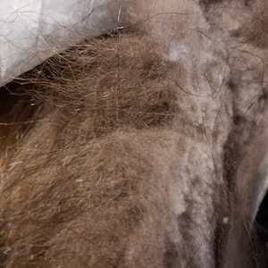 May include: Close-up of a mass of brown fur with strands of dark hair. The fur appears soft and dense, with a mix of light and dark brown tones. A white fabric is visible in the upper left corner.