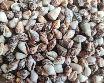 Petits coquillages naturels en forme de cône. 50-150 pièces. Décoration de mariage parfaite ou fête sur le thème de la plage, fabrication de bijoux, travaux manuels en résine ou autres