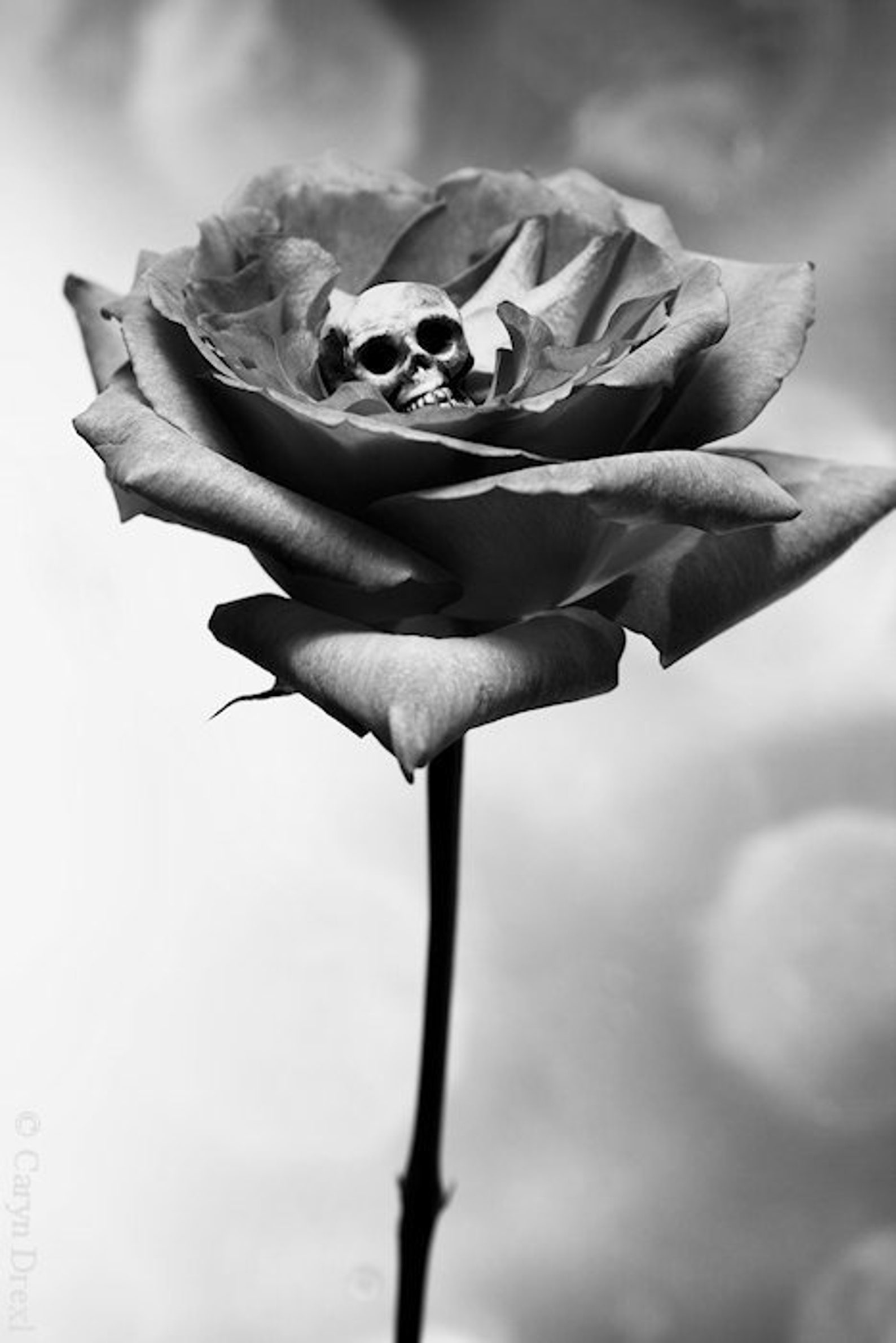 Bone rose. Flower photos Black and White. Bone and Black Roses.