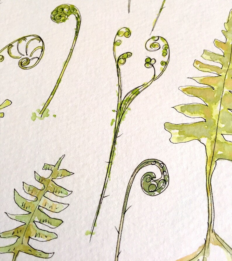 Watercolor Fiddlehead Fern Blank Note Cards Boxed Blank Etsy