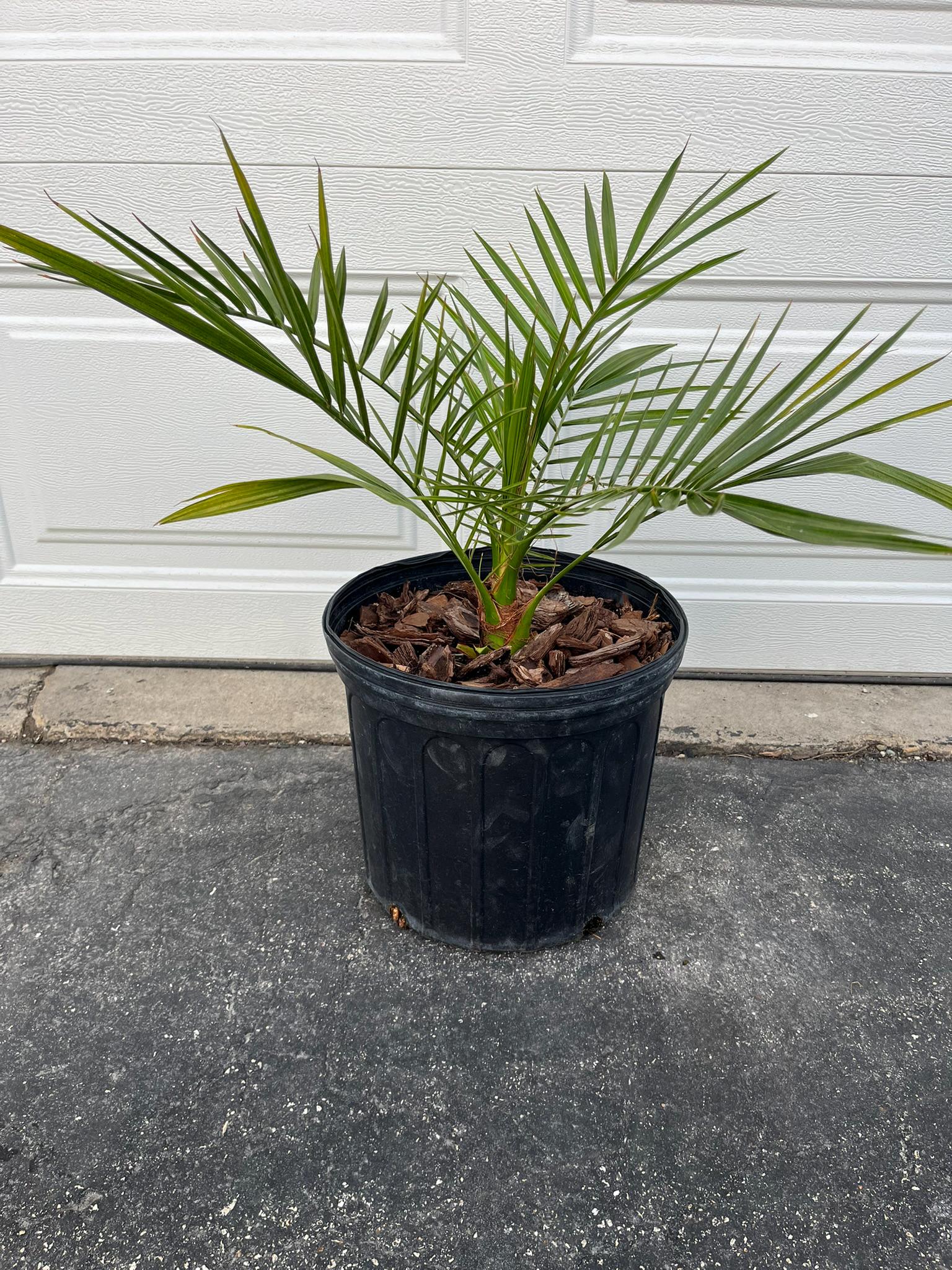 5 Silver Date Palm Seedlings (Phoenix Sylvestris) – Cold Hardy, 12-24+ Inches