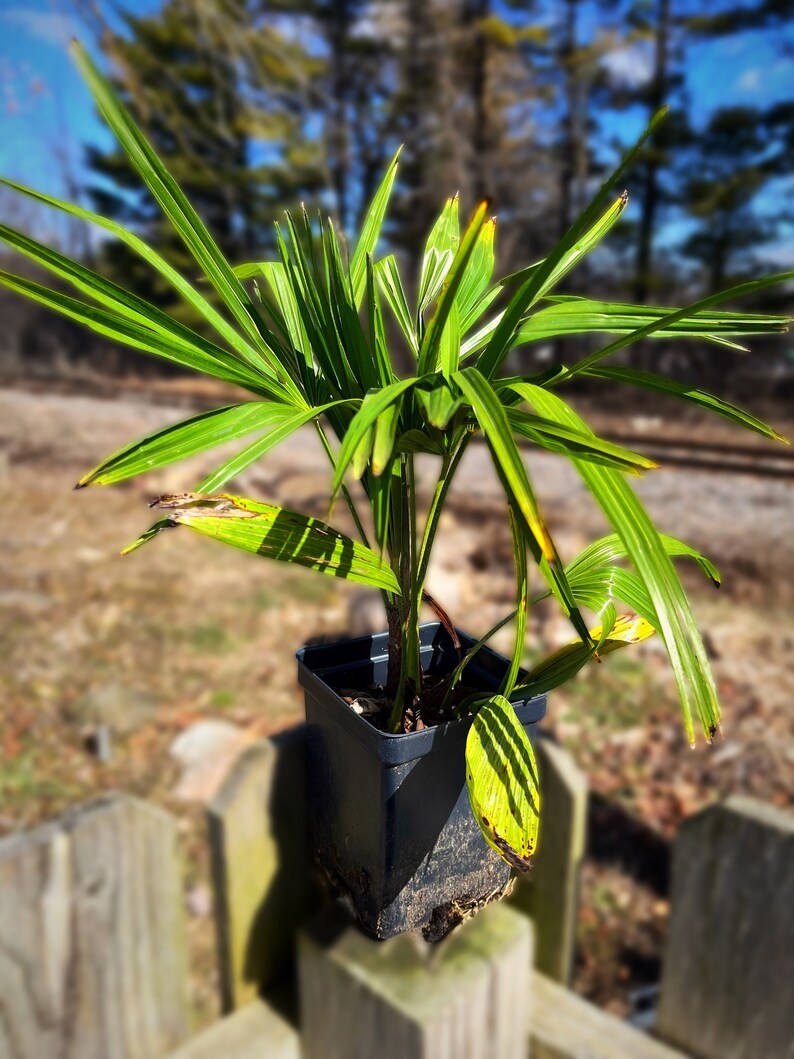 Cold Hardy Windmill Palms trachycarpus Fortunei Large Two Year Old Plants Etsy