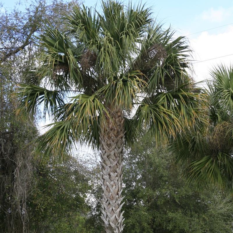 Cabbage Palm (sabal Palmetto) - Quart Size Pot - Etsy