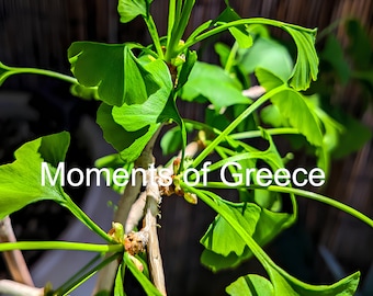 Ginkgo Biloba (4300x6100)