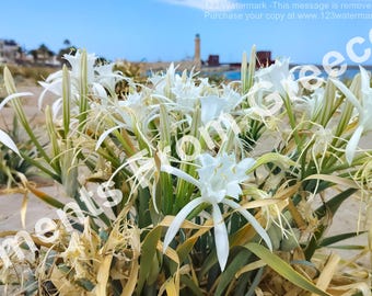 Pancratium Maritimum-blommor