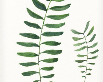 Fern study botanical watercolor painting 8.5x11 archival art print