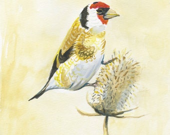 goldfinch / bird art red hat thistle watercolor / archival print