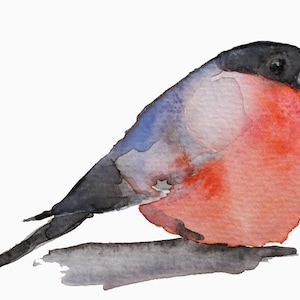 bird watercolor painting Red Belly archival print bird art