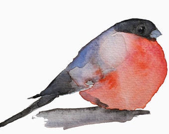 bird watercolor painting Red Belly archival print bird art