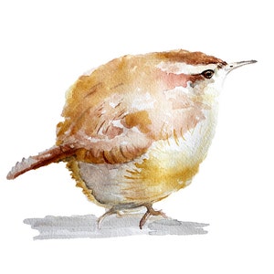 Carolina Wren watercolor bird painting archival print