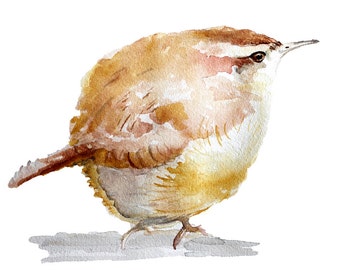 Carolina Wren watercolor bird painting archival print