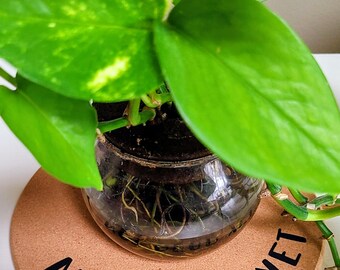 TODAVÍA NO ESTÁ MUERTO - Salvamanteles redondo de corcho de 19 cm (7,5 pulgadas) personalizable