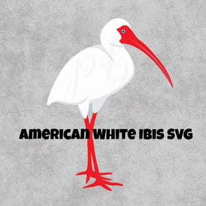 American White Ibis SVG | Tropical Bird Cut File Cricut & Canva | Wildlife SVG for T-Shirt, Sticker, Sublimation | Bird Clipart PNG
