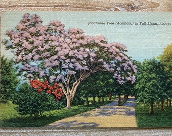 Jacaranda Tree in Full Bloom * Acutifolia * Florida * Curteich * Unused * Vintage Postcard