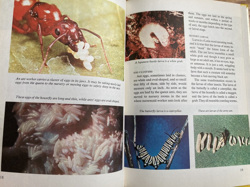 The World of Ants * Golden Library of Knowledge * G Collins Wheat ...