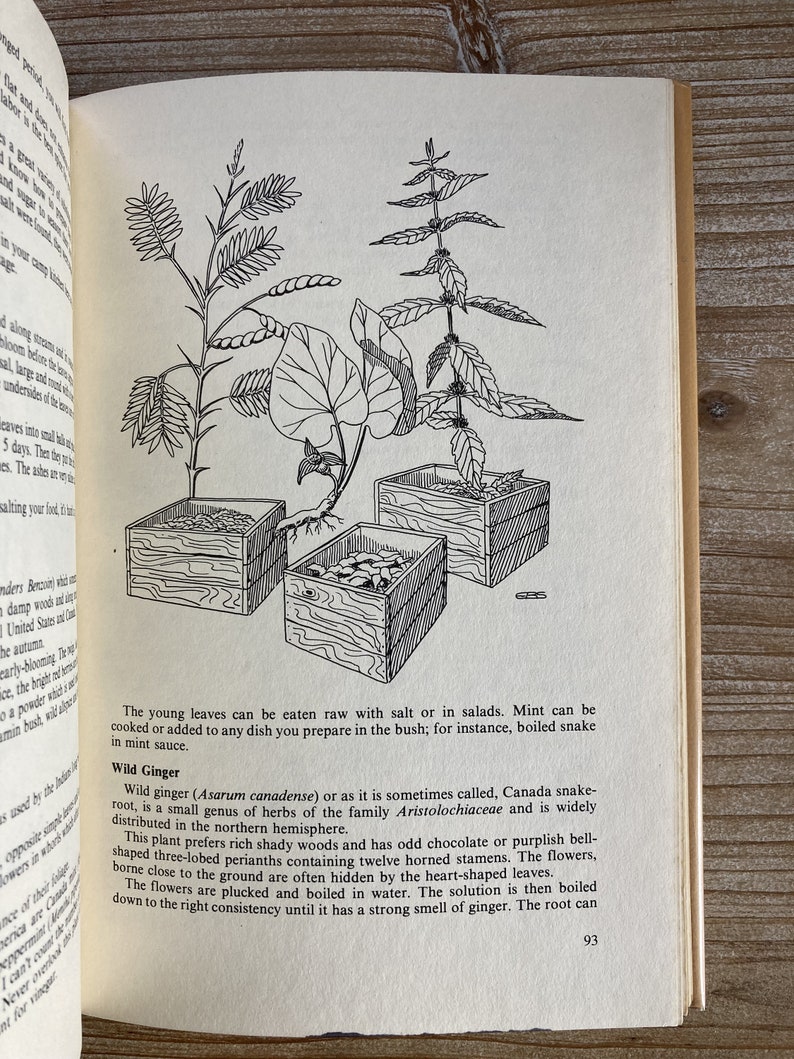 May include: A black and white illustration of a plant called wild ginger, also known as Canada snake-root. The illustration shows the plant growing in a shaded area with three wooden boxes. The text describes the plant's properties and how to use it.