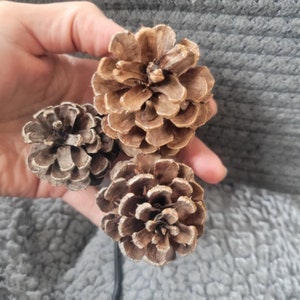May include: Three brown pine cones with a rough texture. The pine cones are arranged in a cluster.