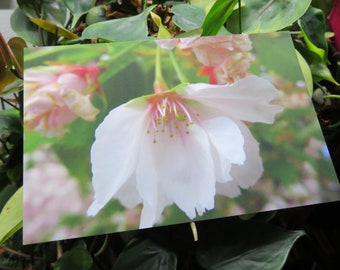 Original Photography from Japan of a Half of a Macro Cherry Blossom - 4x6" satin print or postcard - can be signed by request