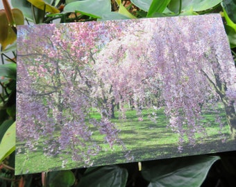 Original Photography from Japan of Cherry Blossoms and Cherry Trees - 4x6" satin print or postcard - can be signed by request